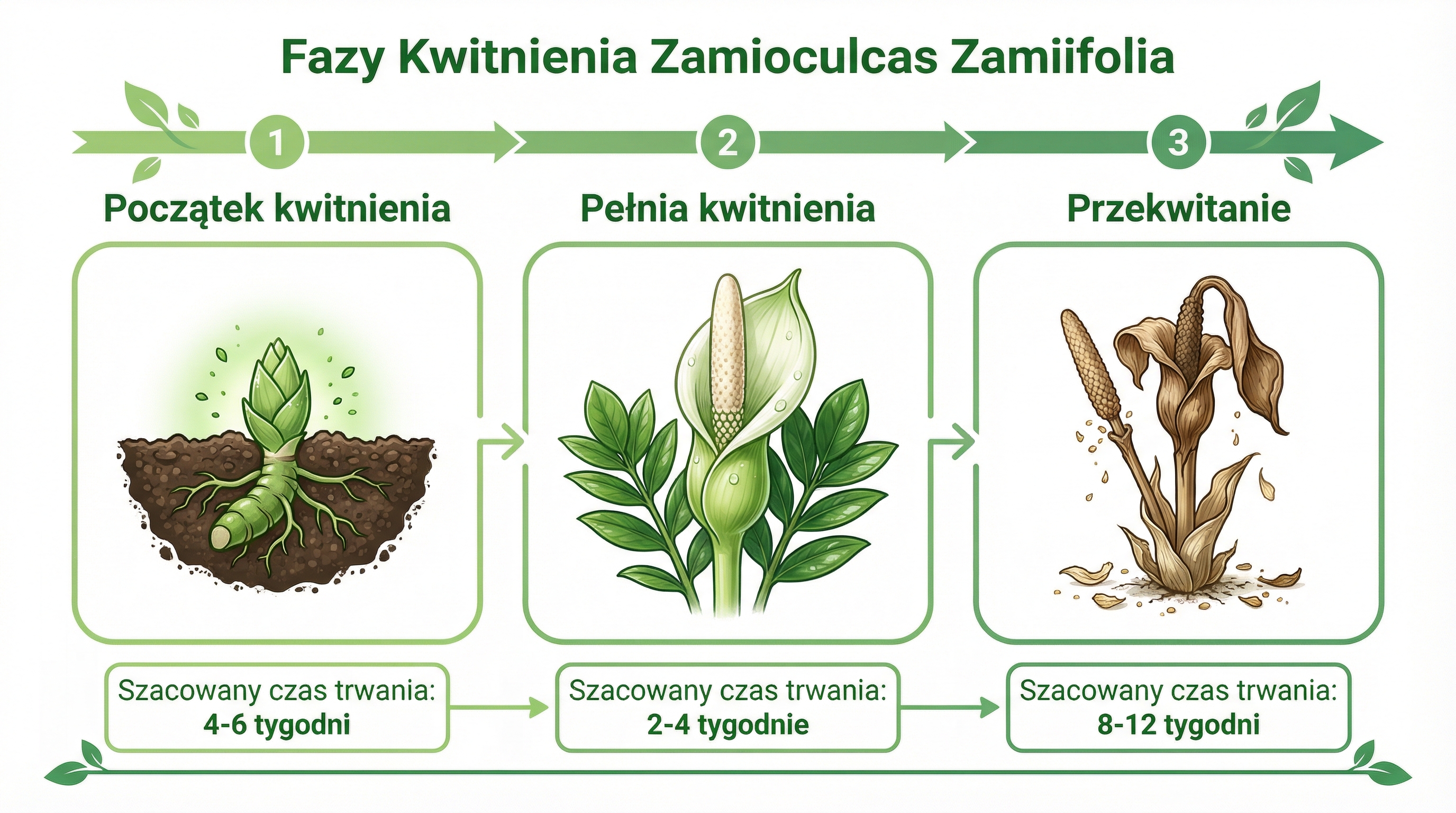 fazy-kwitnienia-zamiokulkasa-infografika.png