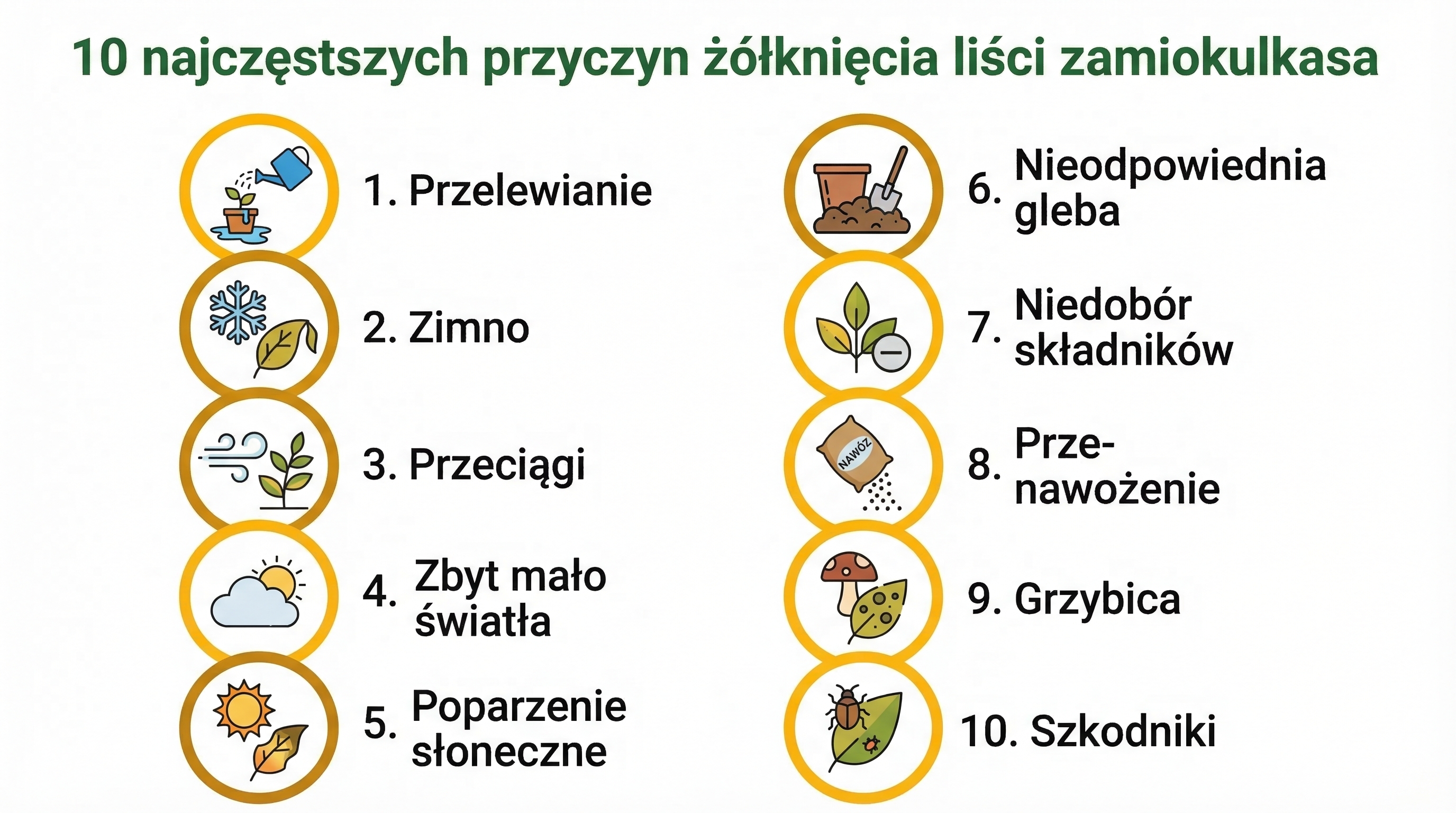 10-przyczyn-zolkniecia-zamiokulkasa-infografika.png