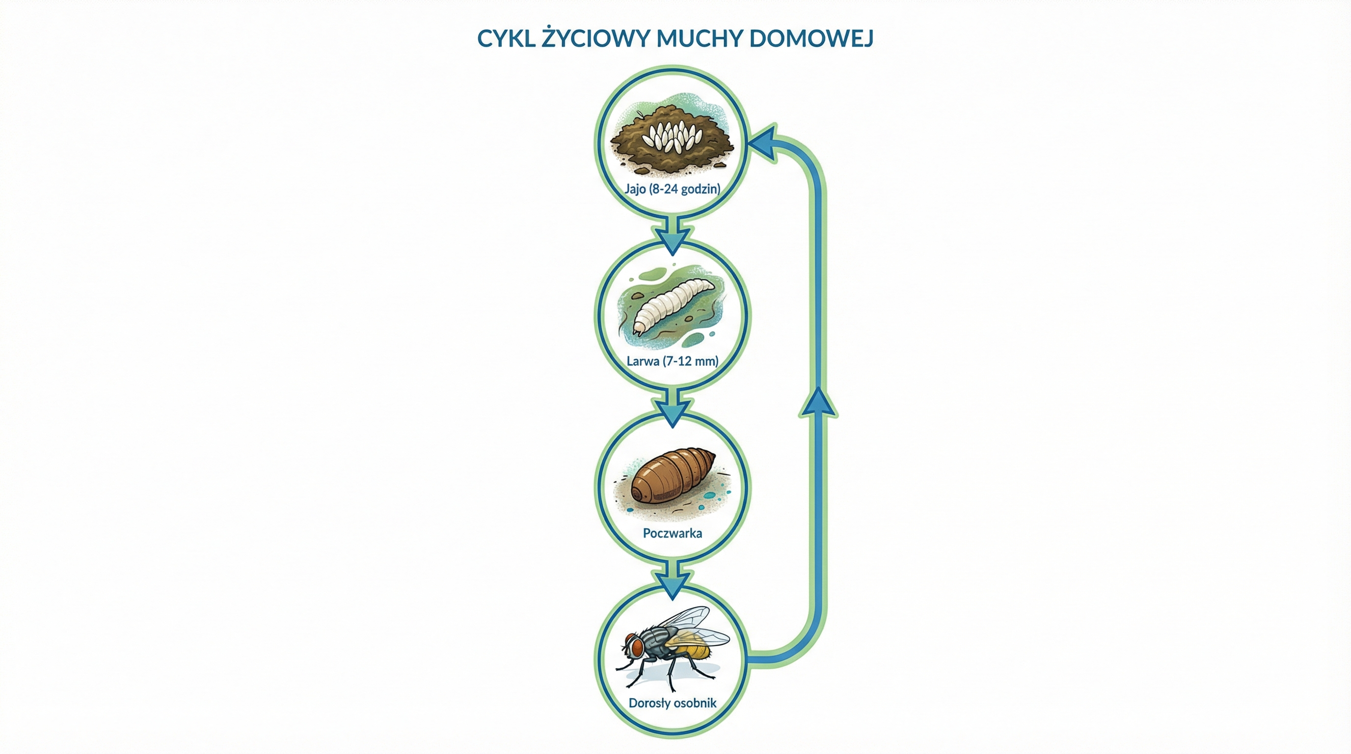 cykl-zycia-muchy-domowej-infografika.png