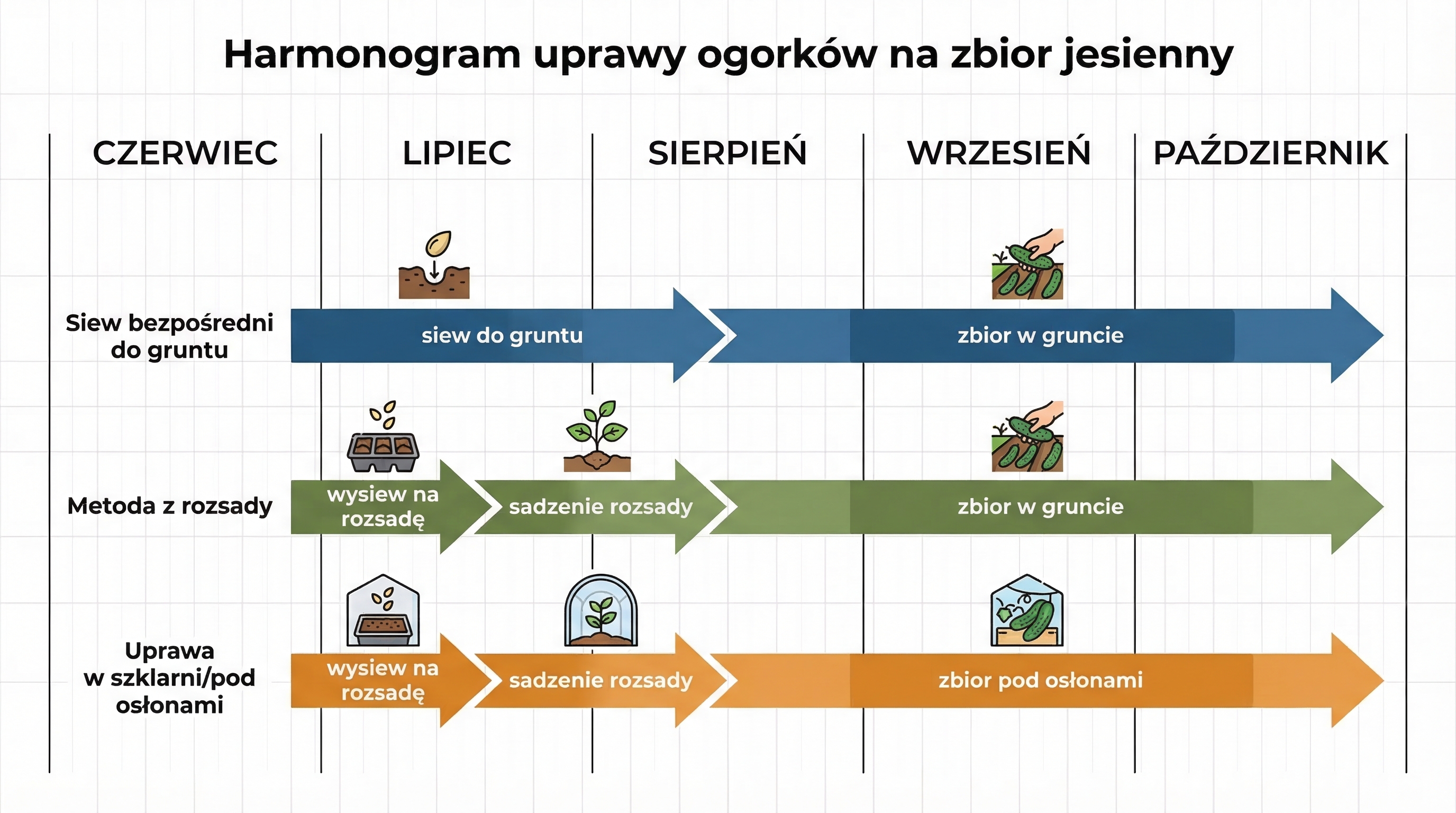 harmonogram-uprawy-ogorkow-jesiennych.png