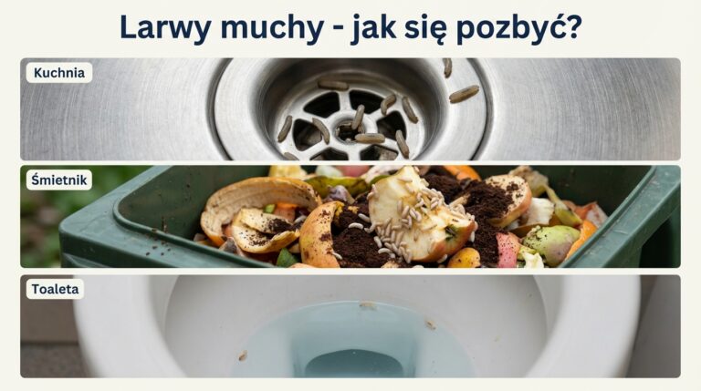 Larwy muchy w domu: jak się ich pozbyć z odpływu, śmietnika i toalety?