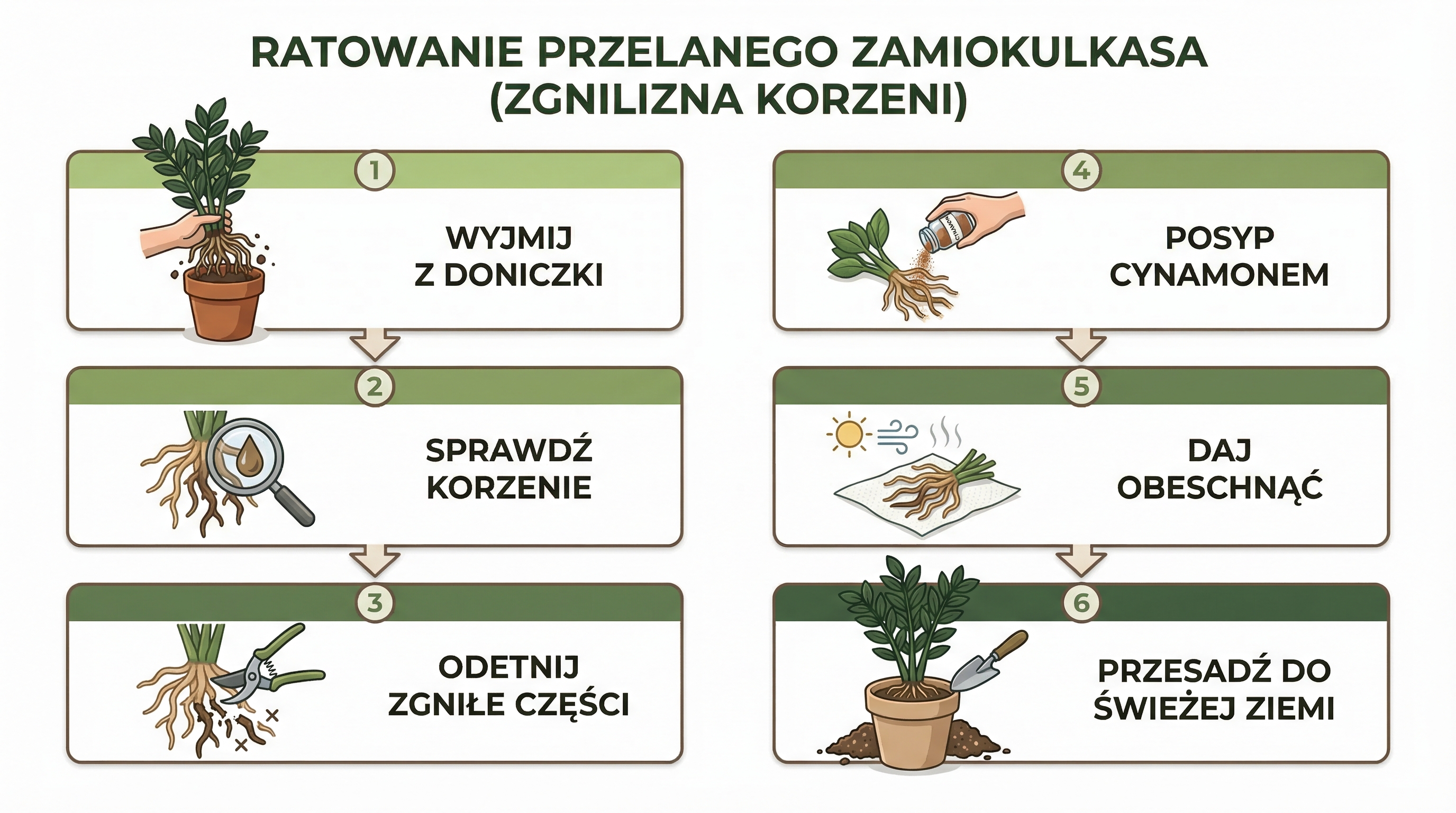 ratowanie-zamiokulkasa-infografika.png