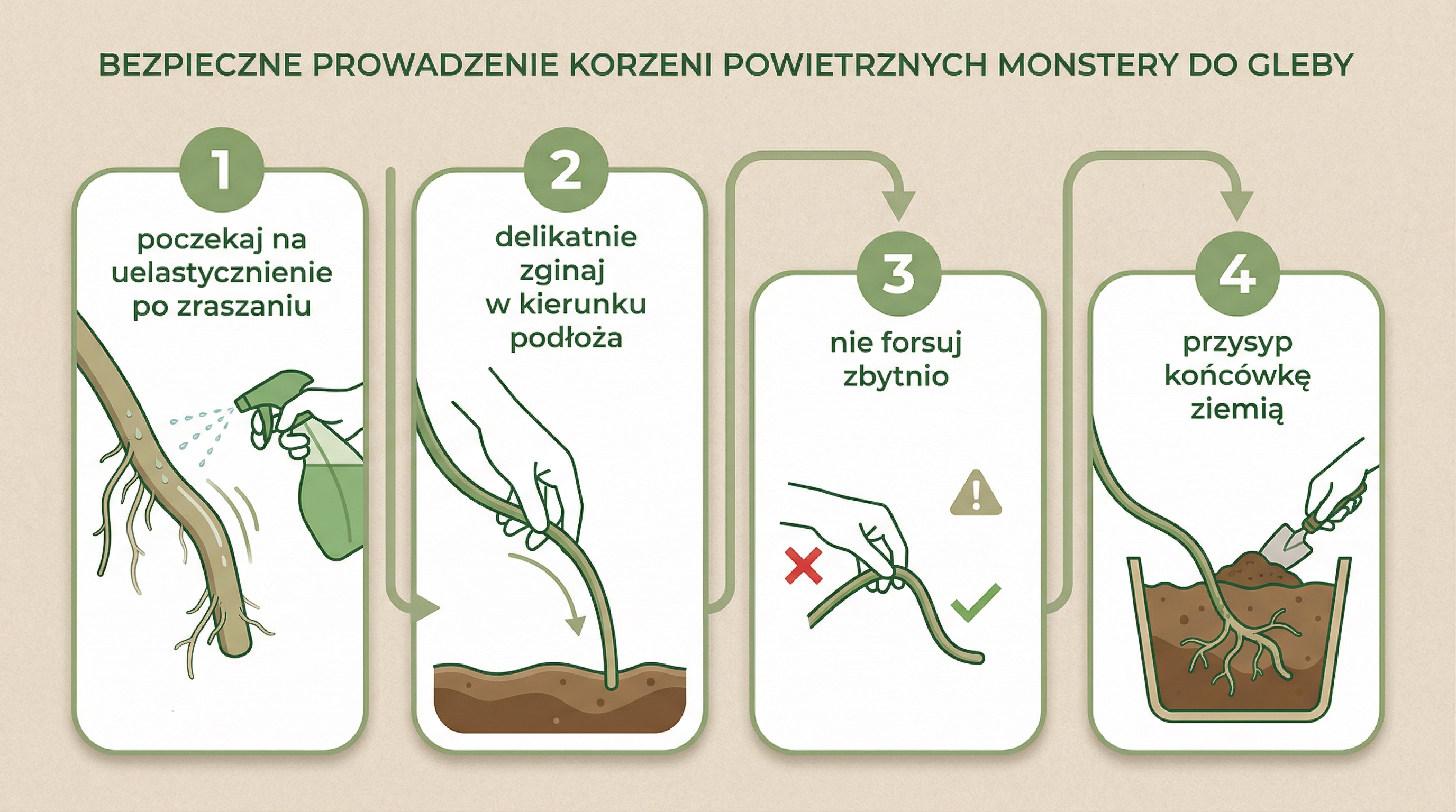 kierowanie-korzeni-monstery-do-doniczki.png